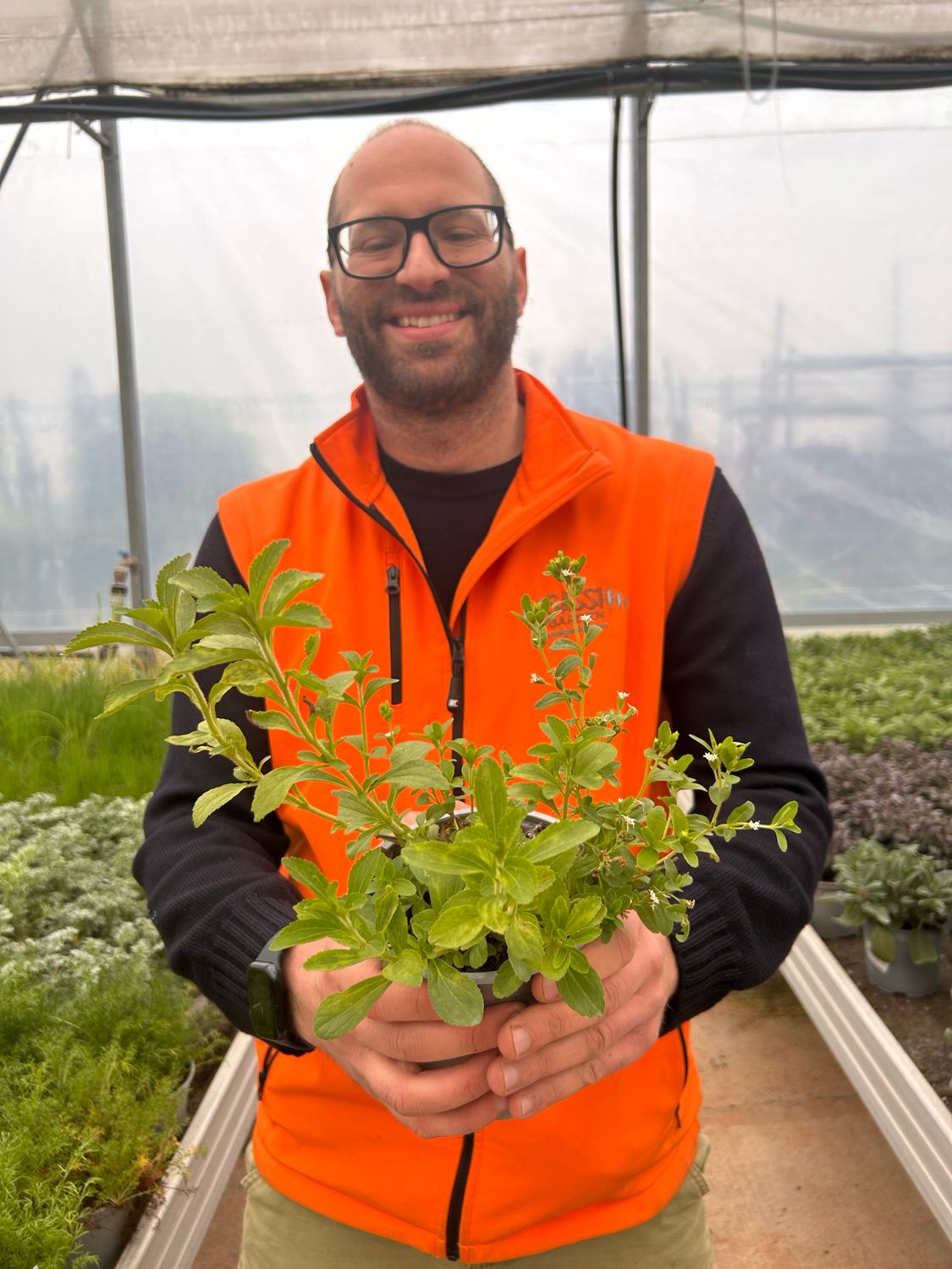 Stevia Rebaudiana - vaso Ø12 cm