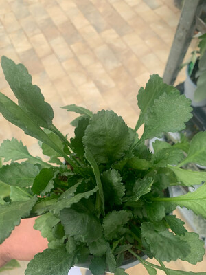 Piretro, Chrysanthemum Cinerariifolium - vaso Ø14 cm