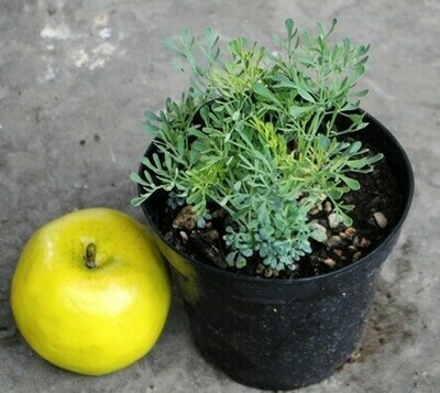 Ruta, Ruta graveolens - vaso Ø14 cm