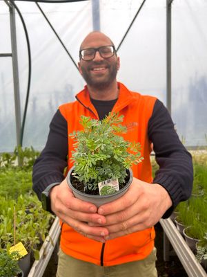 Ruta, Ruta graveolens - vaso Ø14 cm