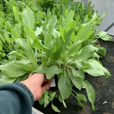 Erba San Pietro, Erba Amara, Menta di Sant'Antonio, Tanacetum balsamita major - vaso Ø14 cm