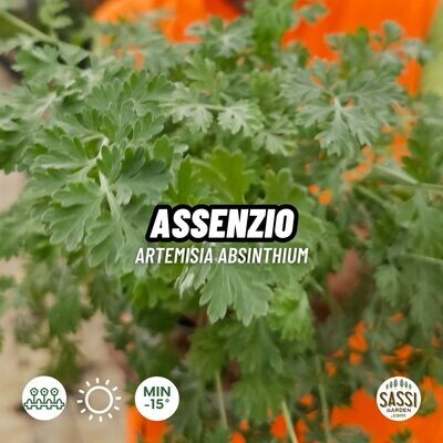 Assenzio, Artemisia absinthium - vaso Ø14 cm