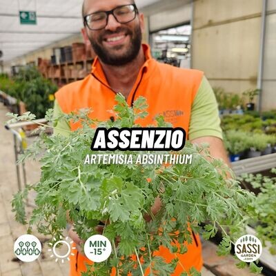 Assenzio, Artemisia absinthium - vaso Ø14 cm