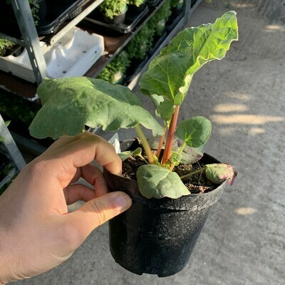 Rabarbaro Rosso, Rheum palmatum - vaso Ø14 cm