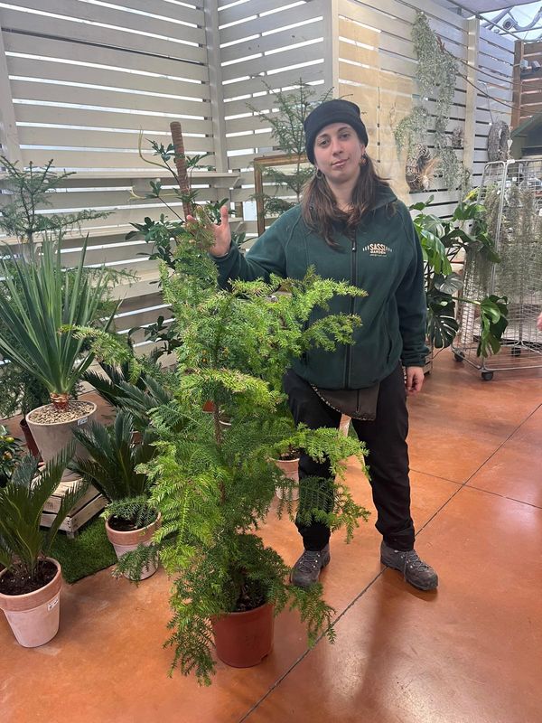 Araucaria Cunninghamii - vaso Ø24 cm, h 150 cm