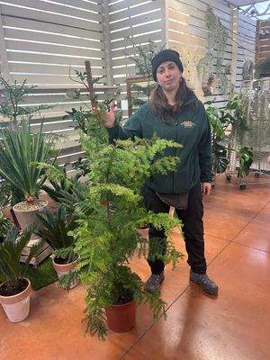 Araucaria Cunninghamii - vaso Ø24 cm, h 150 cm