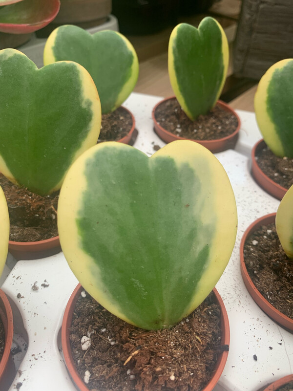 Hoya Kerrii Variegata, Albomarginata, Pianta del Cuore - vaso Ø6 cm