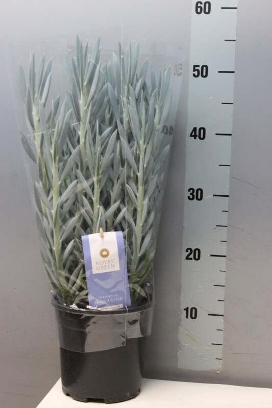 Curio Ficoides - vaso Ø15 cm Curio Ficoides - vaso Ø15 cm