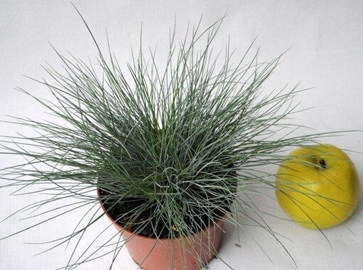 Festuca Glauca, Festuca azzurra  - vaso Ø10.5 cm