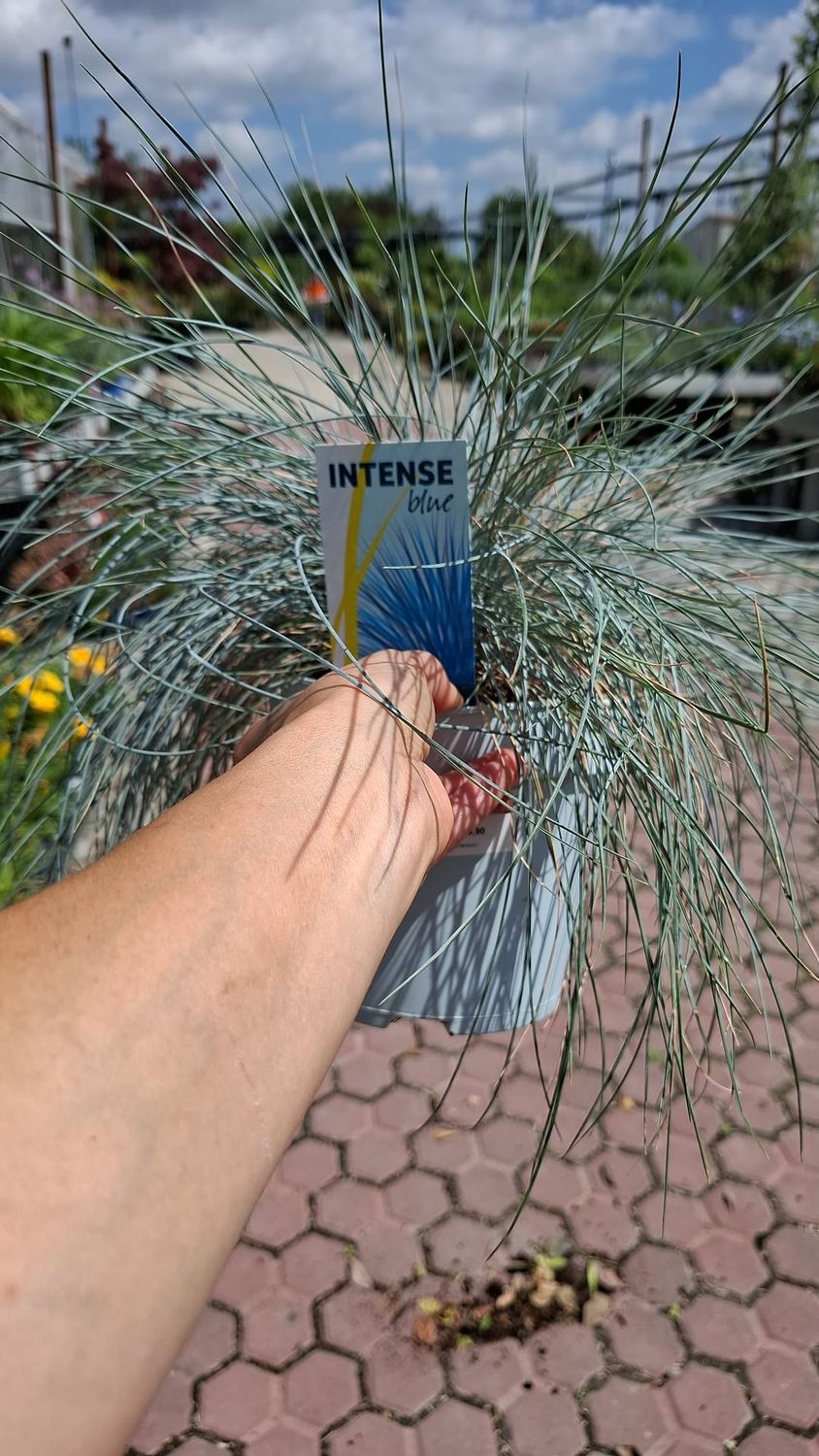 Festuca Glauca, Festuca azzurra - vaso Ø10.5 cm Festuca Glauca, Festuca azzurra - vaso Ø10.5 cm