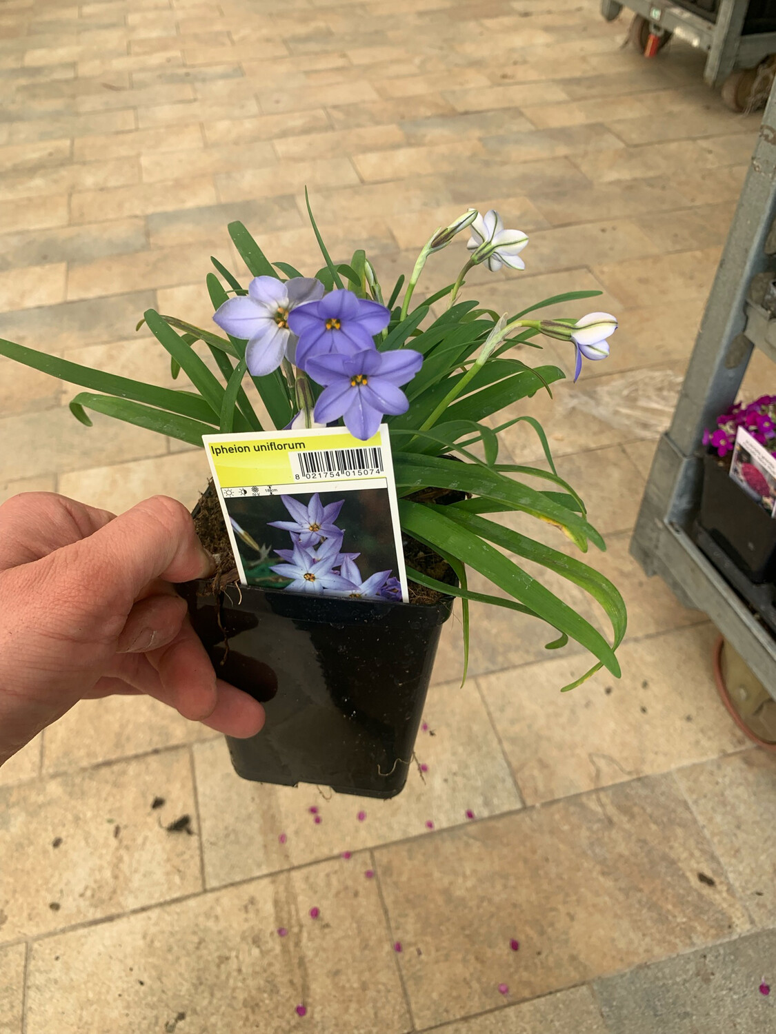 Ipheion uniflorum " Jessie " - Stella di primavera - vaso 10 quadro