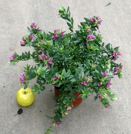 Polygala myrtifolia - vaso Ø18 cm