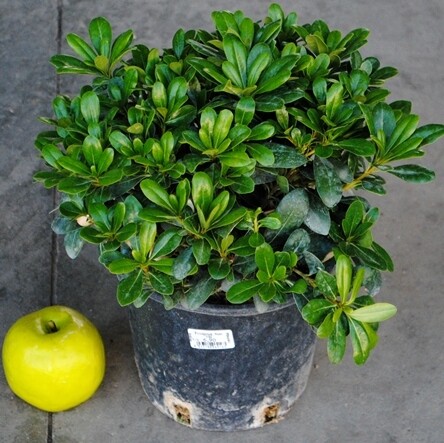 Pittosporo Nano, Pittosporum tobira 'Nanum', Pitosforo - vaso Ø24 cm