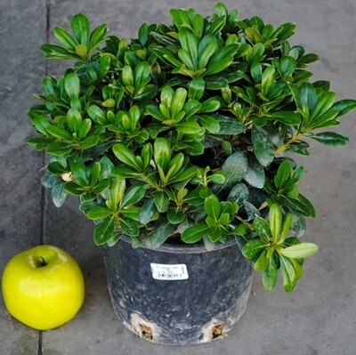 Pittosporo Nano, Pittosporum tobira 'Nanum', Pitosforo - vaso Ø24 cm Pittosporo Nano, Pittosporum tobira 'Nanum', Pitosforo - vaso Ø24 cm