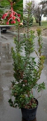 Arbutus Unedo, Corbezzolo - vaso Ø24 cm, h 50 cm