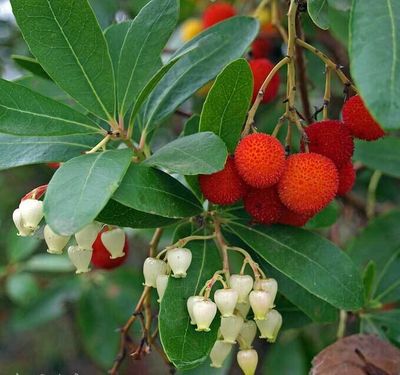 Arbutus Unedo, Corbezzolo - vaso Ø24 cm, h 50 cm