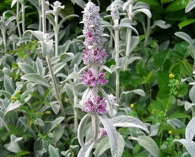 Stachys Lanata, Stachys bizantina - vaso Ø18 cm trv