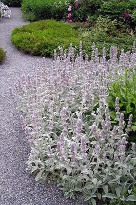 Stachys Lanata, Stachys bizantina - vaso Ø18 cm