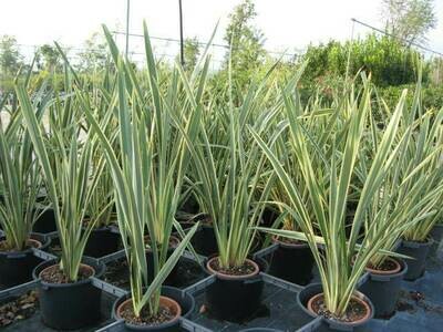 Lino della Nuova Zelanda, Pianta Ventaglio, Phormium Tenax Variegato - vaso Ø26 cm
