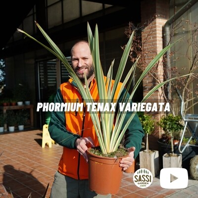 Lino della Nuova Zelanda, Pianta Ventaglio, Phormium Tenax Variegato - vaso Ø26 cm Lino della Nuova Zelanda, Pianta Ventaglio, Phormium Tenax Variegato - vaso Ø26 cm