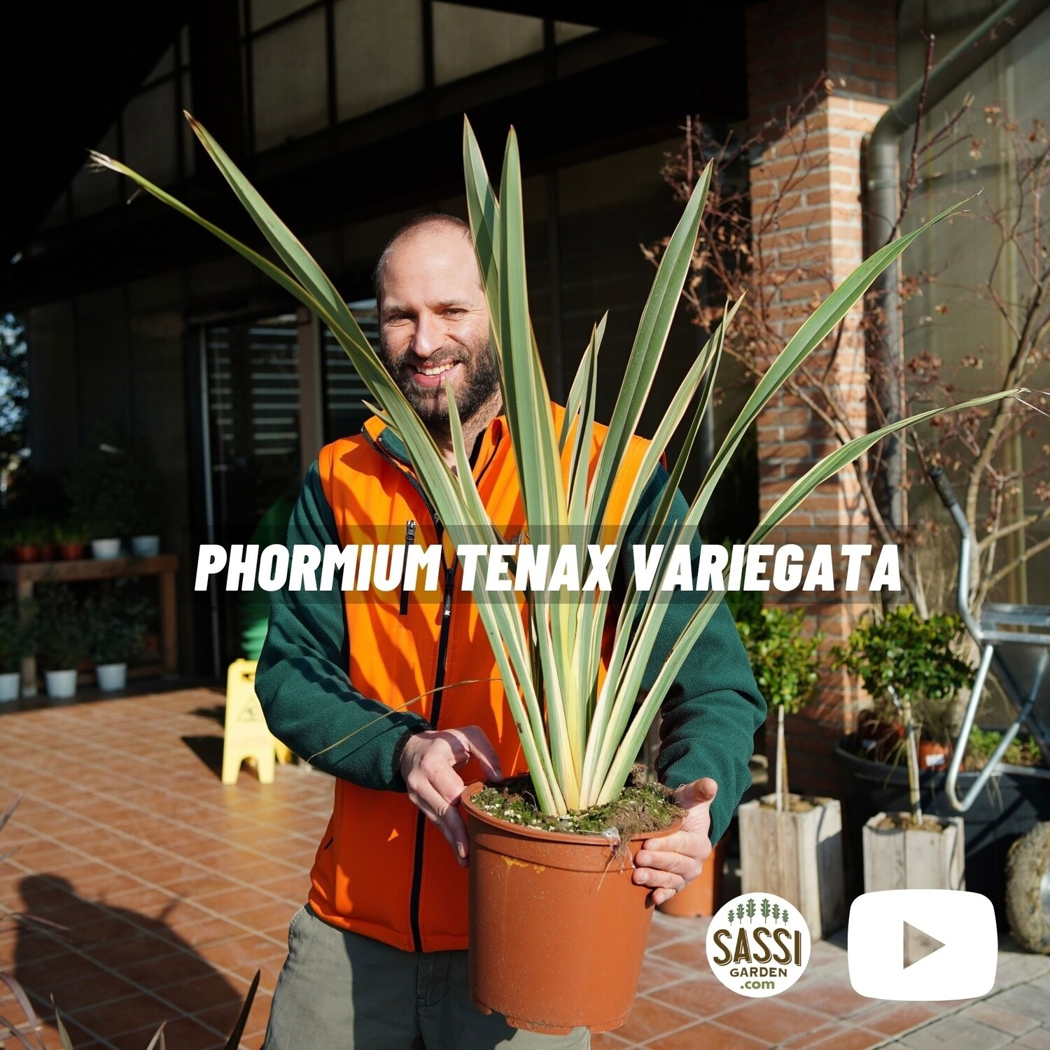 Lino della Nuova Zelanda, Pianta Ventaglio, Phormium Tenax Variegato - vaso Ø26 cm
