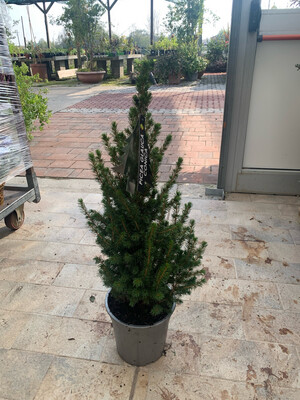 Picea glauca 'Conica' - vaso Ø21 cm, h 65 cm - Abete bianco