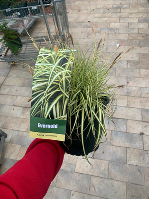 Carex oshimensis 'Evergold' - vaso Ø17 cm