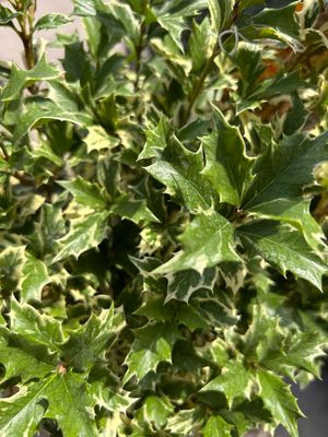 Osmanthus heterophyllus 'Variegatus' -vaso Ø18 cm