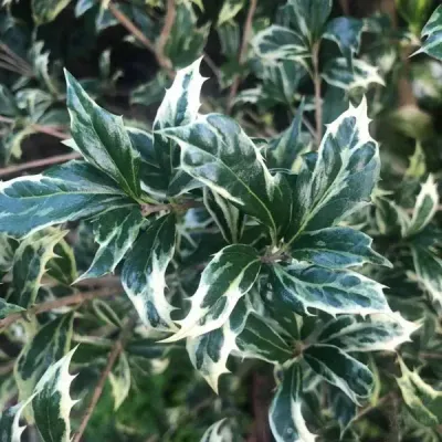 Osmanthus heterophyllus 'Variegatus' -vaso Ø18 cm Osmanthus heterophyllus 'Variegatus' -vaso Ø18 cm