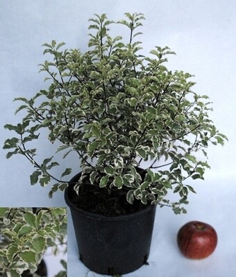 Pittosporum heterophyllum 'Variegatum', Pittosporo variegato, Pitosforo - vaso Ø24 cm