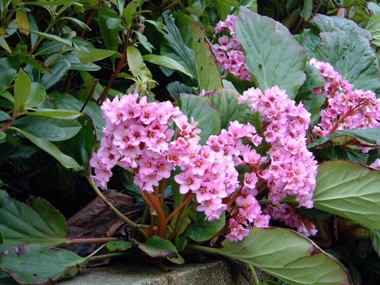 Bergenia Cordifolia 'Rosea' - vaso Ø18 cm