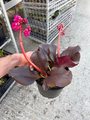 Bergenia Cordifolia 'Rosea' - vaso Ø18 cm