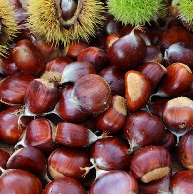 Castanea sativa 'Marrone di Marradi' - vaso Ø15 cm