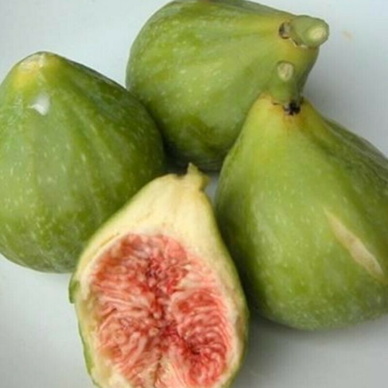 Fico Dottato, Ficus carica 'Dottato' - vaso Ø18 cm Fico Dottato, Ficus carica 'Dottato' - vaso Ø18 cm