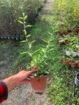 Lycium barbarum, Bacche di Goji - vaso Ø18 cm