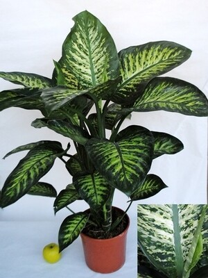 Dieffenbachia seguine, Dieffenbachia 'Tropic Snow' - vaso Ø21 cm Dieffenbachia seguine, Dieffenbachia 'Tropic Snow' - vaso Ø21 cm