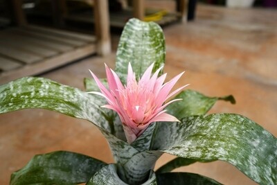 Aechmea Fasciata Primera, Acmea - vaso Ø15 cm