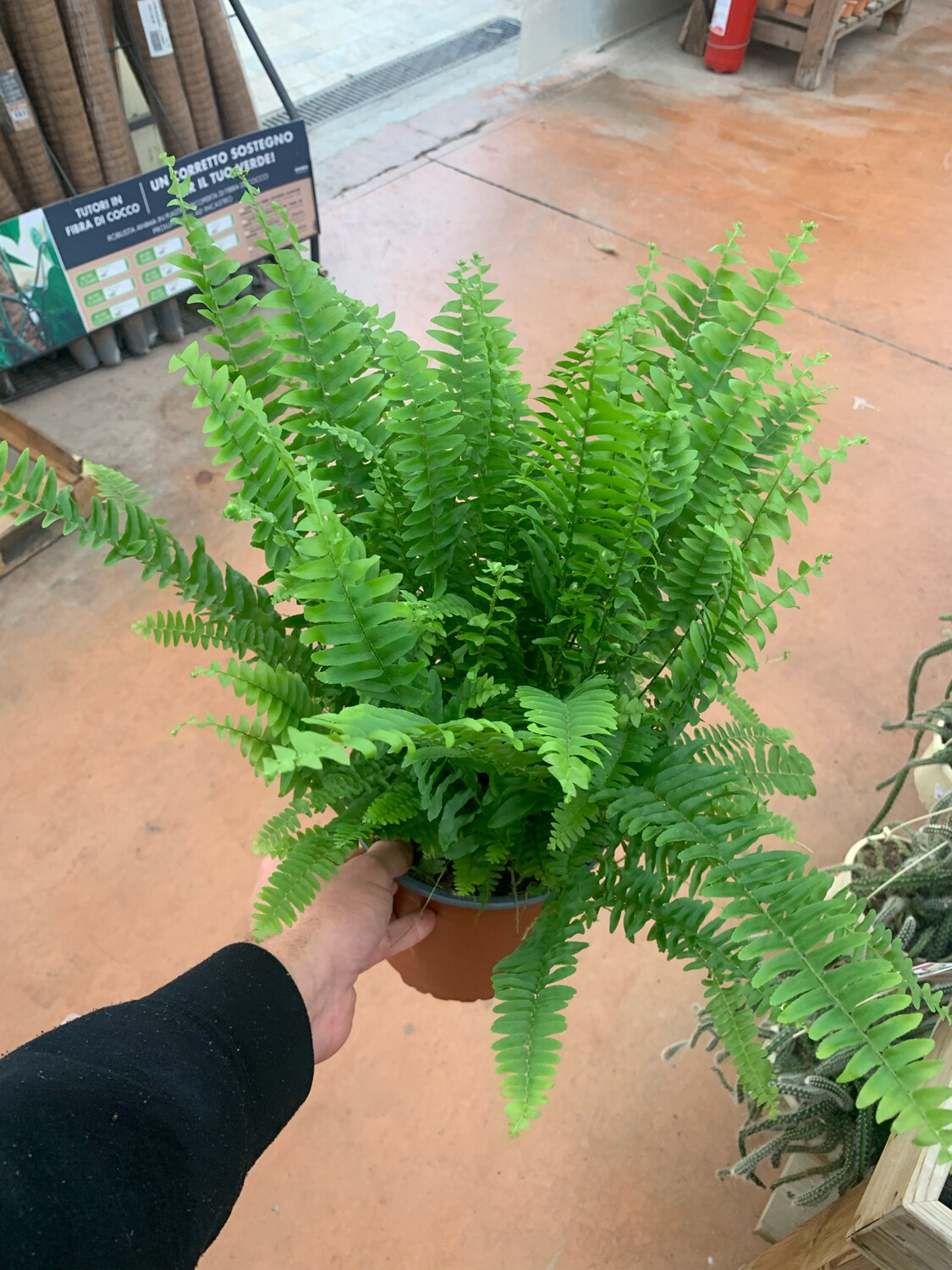 Felce, Nephrolepis exaltata 'Green Moment' - vaso Ø17 cm Felce, Nephrolepis exaltata 'Green Moment' - vaso Ø17 cm