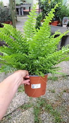Felce, Nephrolepis exaltata 'Green Moment' - vaso Ø17 cm