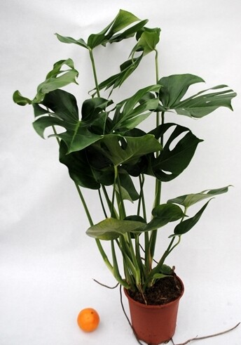 Monstera deliciosa - Philodendron Pertusum  - vaso Ø 17 cm, h 70 cm