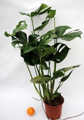 Monstera deliciosa - Philodendron Pertusum - vaso Ø 17 cm, h 70 cm