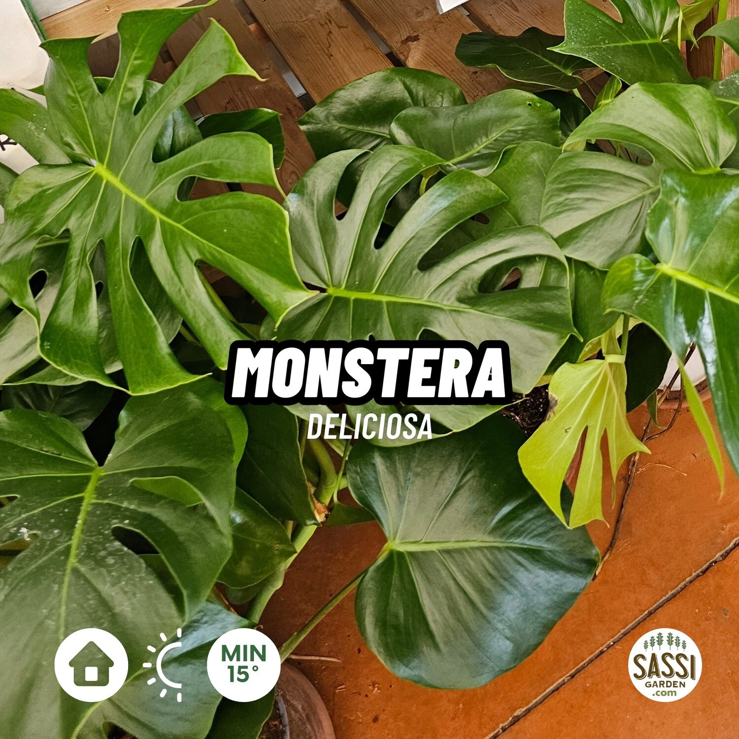Monstera deliciosa - Philodendron Pertusum  - vaso Ø 17 cm, h 70 cm