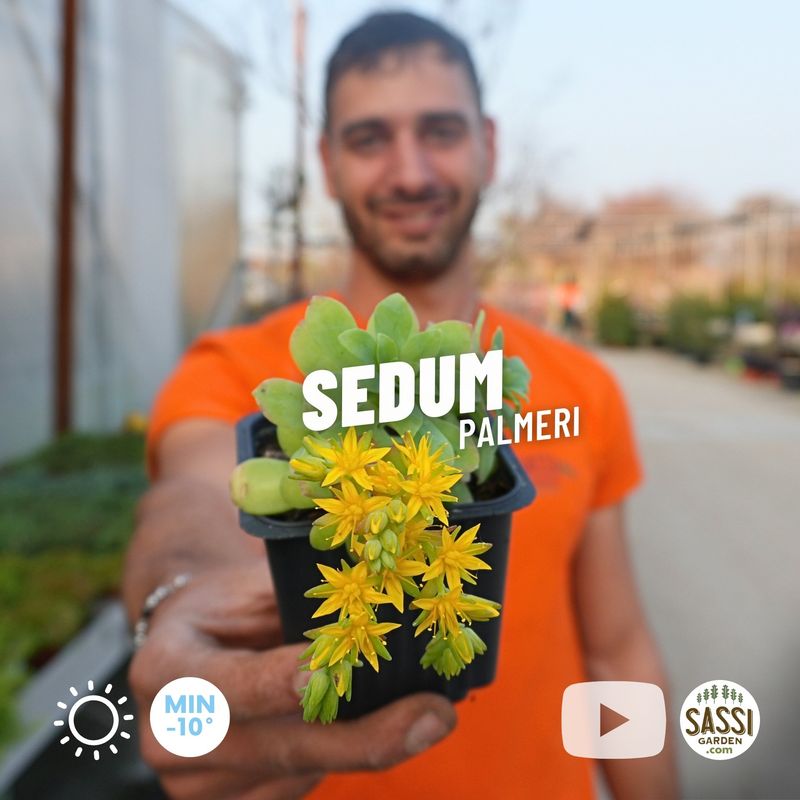 Sedum palmeri - vaso Ø10 cm