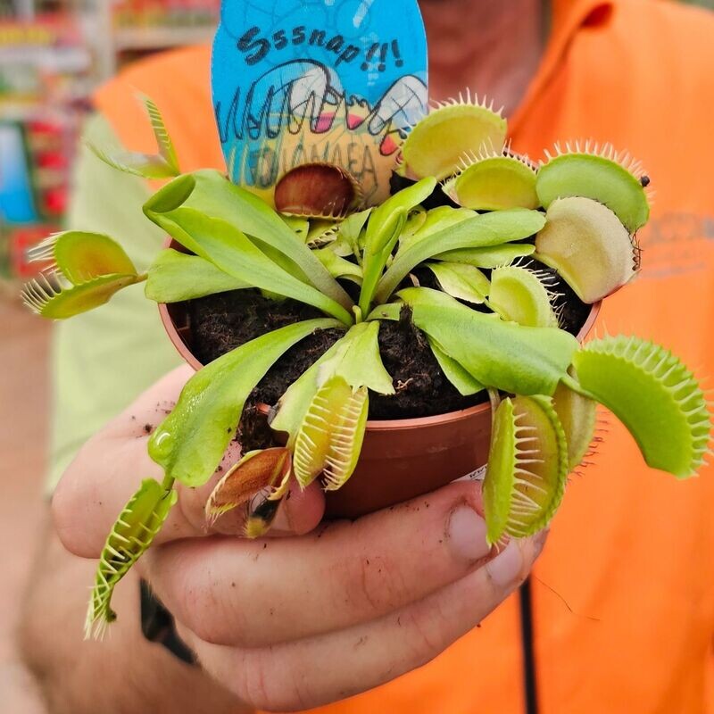 Dionaea muscipula, Dionaea Carnivora, Venere Acchiappamosche - vaso Ø8,5 cm