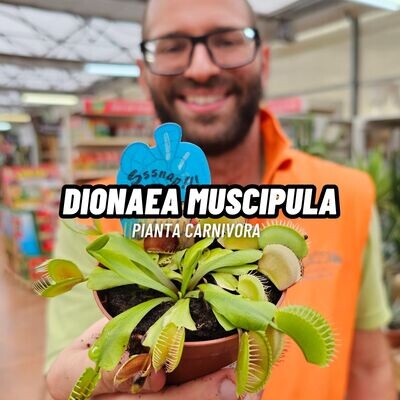 Dionaea muscipula, Dionaea Carnivora, Venere Acchiappamosche - vaso Ø8,5 cm
