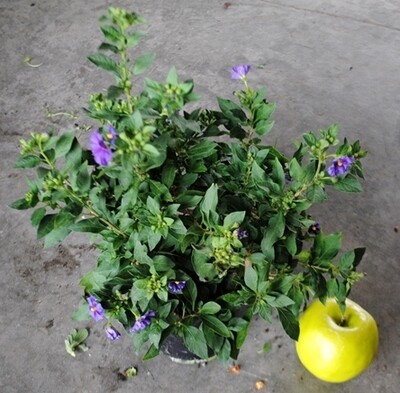 Solanum rantonetti - vaso Ø14 cm