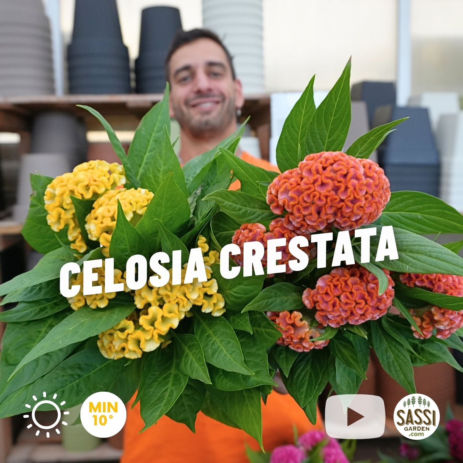 Celosia Crestata, Cresta di gallo - vaso Ø12 cm