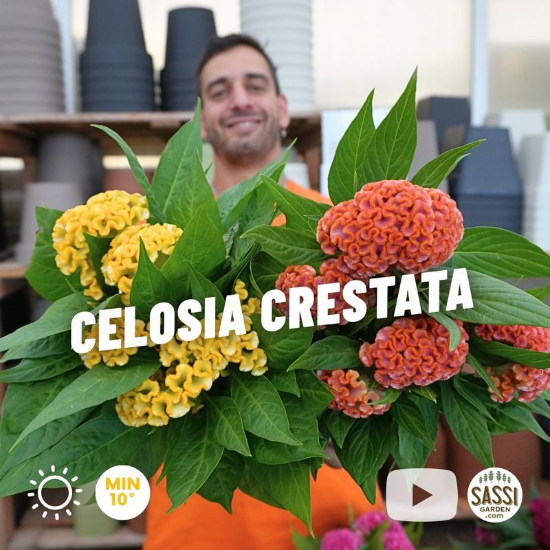 Celosia Crestata, Cresta di gallo - vaso Ø12 cm