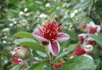 Feijoa Acca Sellowiana, Fejoa - vaso Ø18 cm