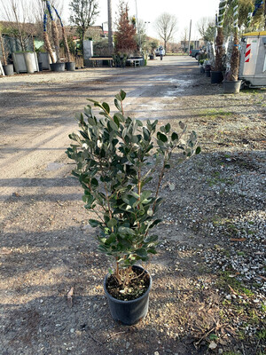 Feijoa Acca Sellowiana, Fejoa - vaso Ø18 cm